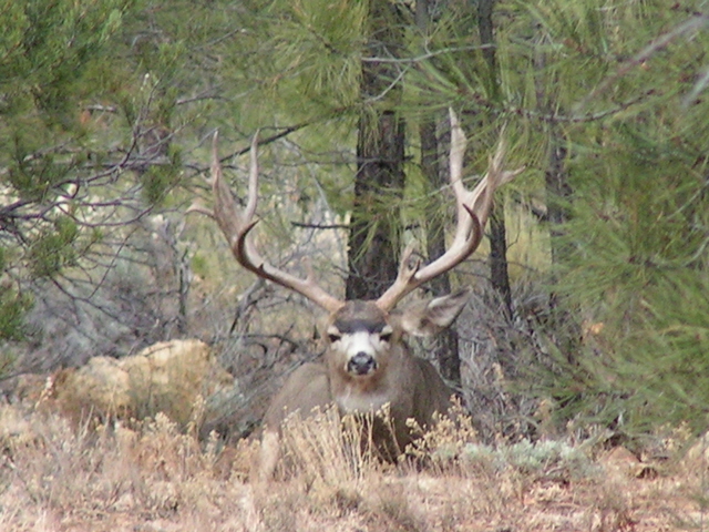OTC Hunt Seasons – Arizona Mule Deer